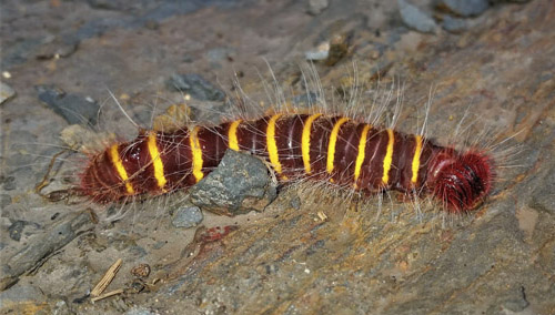 Firetip, Pyrrhopyge species larva. Provincia Caranavi, Yungas, Bolivia d. 23 january 2018. P20tographer; Peter Møllmann