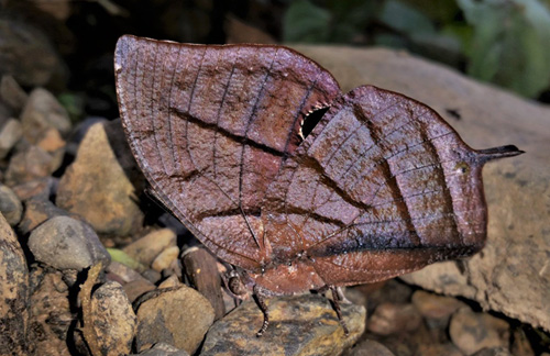 .Orange-striped Leafwing, Memphis philumena (E. Doubleday, 1849) ) . Caranavi, Yungas, Bolivia d. 19 february 2020. Photographer; Peter Møllmann