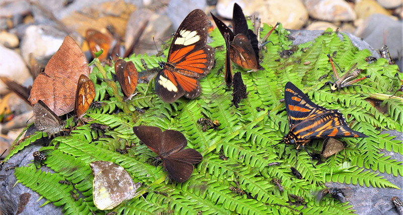 Several different butterflies species on bait. Rio Tunki 1740m., Caranavi, Yungas, Bolivia d. 26 january 2020. Photographer; Peter Møllmann