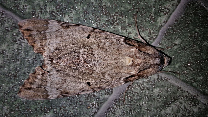 Tetrio Sphinx Moth, Pseudosphinx tetrio (Linnaeus, 1771).  Caranavi, Yungas, Bolivia d. 21  december 2019. Photographer; Peter Møllmann