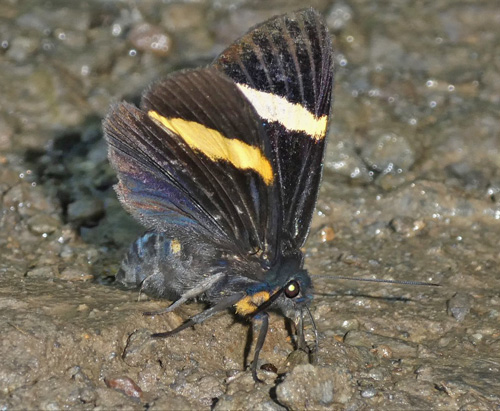 Castnius pelasgus (Cramer, 1779) Giant Butterfly Moths, Castniidae family sharing mimicry with Black Metalmark, Melanitis species. Riodinidae family.  Provincia Caranavi, Yungas, Bolivia d. 17 january 2018. Photographer; Kirsten Matthiesen