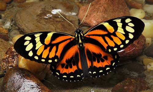 Pterourus neyi (Niepelt, 1909). Tena, Ecuador d. 3 january 2020. Photographer; Henrik Bloch