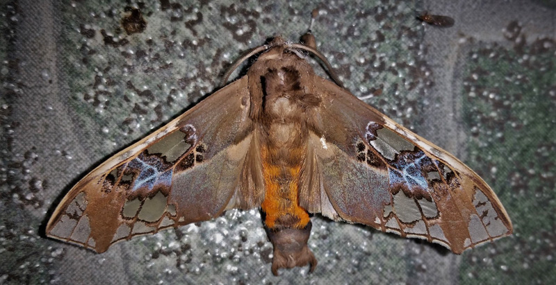 Parathyris cedonulli (Stoll, [1781]) male. Family: Erebidae. Subfamily: Arctiinae. Caranavi, Yungas, Bolivia february 21, 2019. Photographer; Peter Møllmann