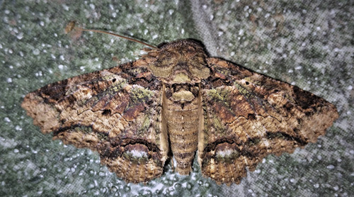 Maybe a Zale viridans (Guenée, 1852). Erebidae family. Caranavi, Yungas, Bolivia february 11, 2019. Photographer; Peter Møllmann