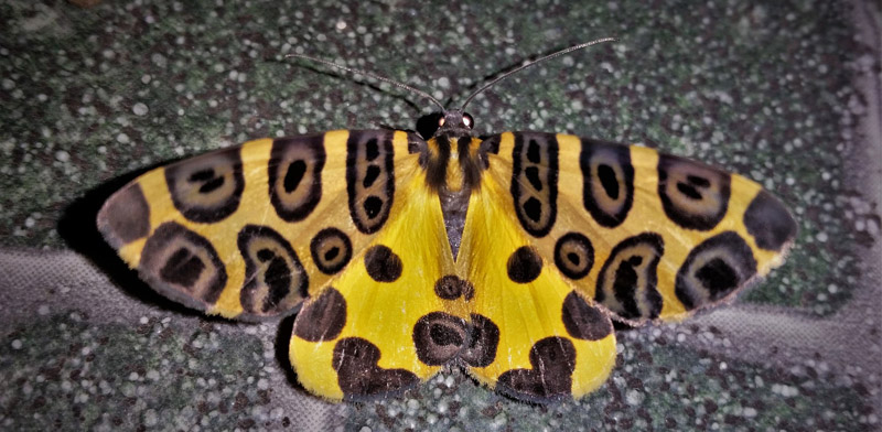 Leopard Moth, Pantherodes sp. Family: Geometridae. Caranavi, Yungas, Bolivia february 24, 2019. Photographer; Peter Møllmann