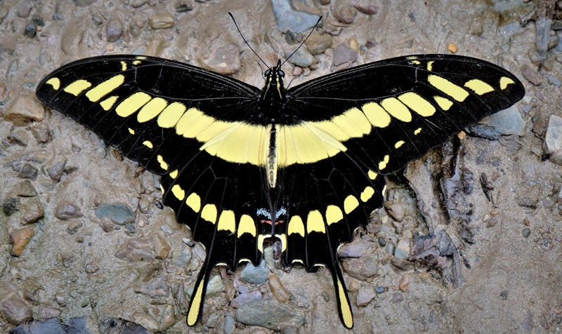 Thoas Swallowtail, Heraclides thoas ssp. brasiliensis. Caranavi Highlands, Yungas, Bolivia  january 28, 2019. Photographer; Peter Møllmann