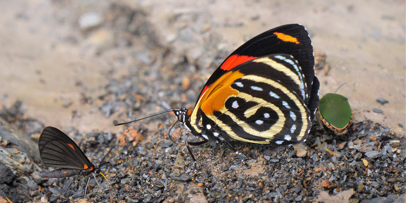 BD Butterfly, Callicore cynosura (E. Doubleday, 1847).  Caranavi, Yungas, Bolivia february 24, 2019. Photographer; Peter Møllmann