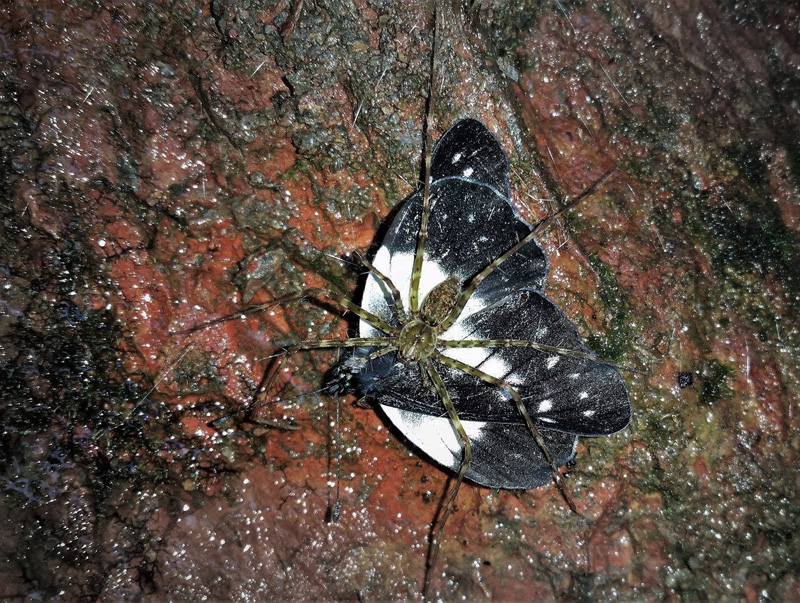 Chelidonis Dartwhite, Catasticta chelidonis (Hopffer, 1874) and Sparassidae spider species. Caranavi Highlands, Yungas, Bolivia january 17, 2019. Photographer; Peter Møllmann