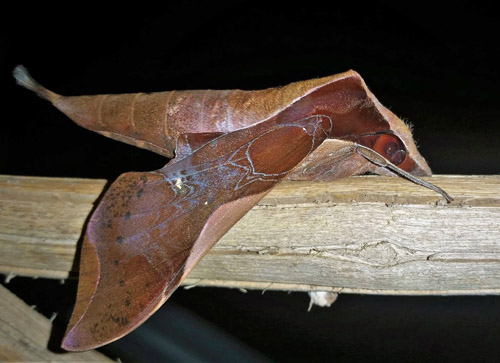 Fan-tailed Bark Moth, Callionima nomius (Walker, 1856).  Caranavi, Yungas, Bolivia december 19, 2018. Photographer; Peter Møllmann