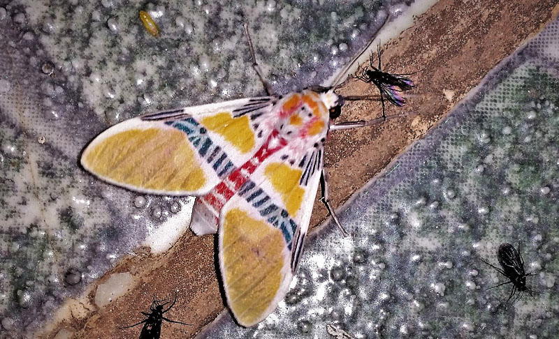 Clown Face Tiger Moth, Idalus herois (Schaus, 1889) Family: Erebidae. Caranavi, Yungas, Bolivia january 2, 2019. Photographer; Peter Møllmann