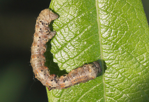 Fjermåler, Phigalia pilosaria larve. Amager Fælled, Amager, Danmark d. 20 maj 2018. Fotograf; Lars Andersen