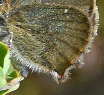 Grøn Busksommerfugl, Callophrys rubi ssp. nordlandica (Strand, 1901). Bølleljungen, Asserbo Plantage, Nordsjælland, Danmark d. 9 maj 2018. Fotograf; Birgitte Rühmann