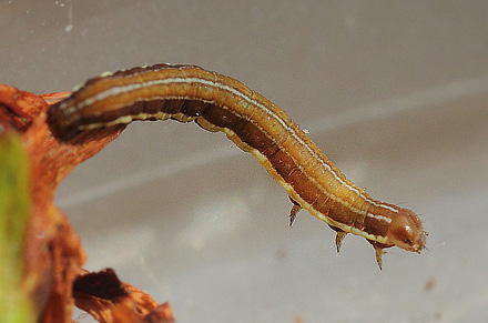 Muligvis en Blegskuldret Perikonugle. (Chloantha hyperici) ung larve ca. 10 mm. Rødbyhavn Rangerterræn, Lolland d. 1 august 2018. Fotograf; Lars Andersen