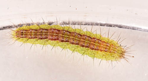 Alantfjerml, Oidaematophorus lithodactyla larve. Amager Flled, Amager d. 1 juni 2018. Fotograf; Lars Thomas