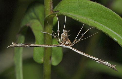 Alantfjerml, Oidaematophorus lithodactyla. Amager Flled, Amager d. 6 juli 2018. Fotograf; Lars Andersen