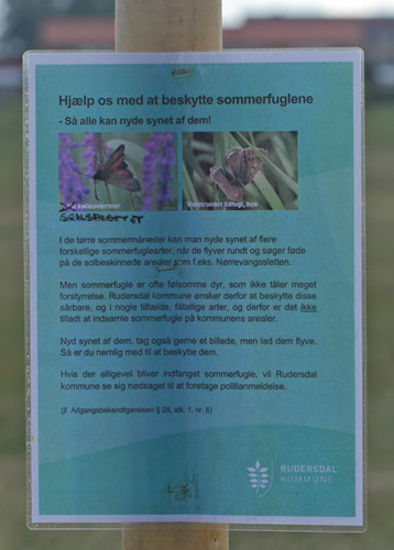 Lille Køllesværmer, Zygaena viciae. Nørrevangssletten, Birkerød, Nordsjælland d. 21 juni 2019. Fotograf; Lars Andersen