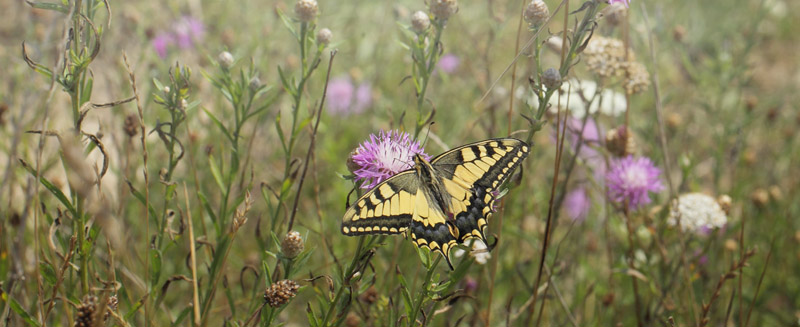 Svalehale, Papilio machaon han. Gedser Odde, Falster, Danmark d. 27 juli 2019. Fotograf; Lars Andersen