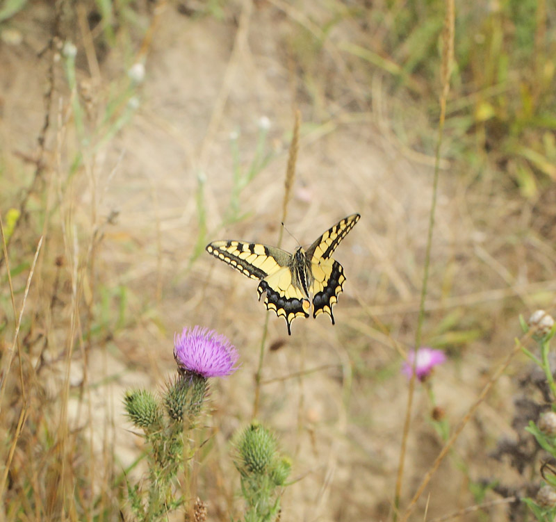 Svalehale, Papilio machaon han. Gedser Odde, Falster, Danmark d. 27 juli 2019. Fotograf; Lars Andersen