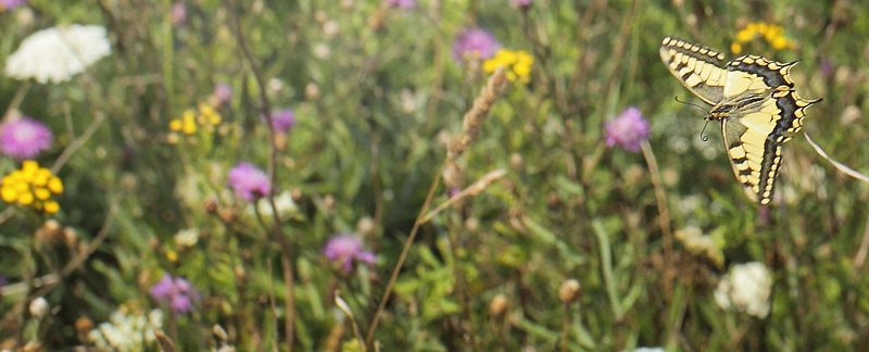 Svalehale, Papilio machaon han. Gedser Odde, Falster, Danmark d. 28 juli 2019. Fotograf; Lars Andersen