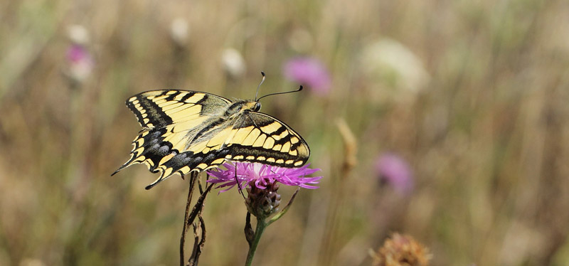 Svalehale, Papilio machaon han. Gedser Odde, Falster, Danmark d. 28 juli 2019. Fotograf; Lars Andersen
