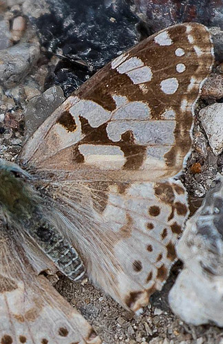 Tidselsommerfugl, Vanessa cardui larve p Horsetidsel, Cirsium vulgare. Tibirke Bakker, Nordsjlland d. 14 juli 2019. Fotograf; Lars Andersen
