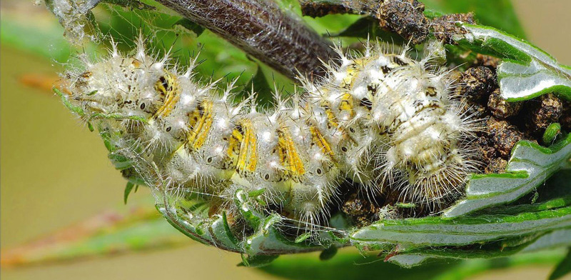 Tidselsommerfugl, Vanessa cardui larve p Grbynke, Artemisia vulgaris. Gren, Djursland d. 18 juli 2019. Fotograf; Kjeld Brem Srensen