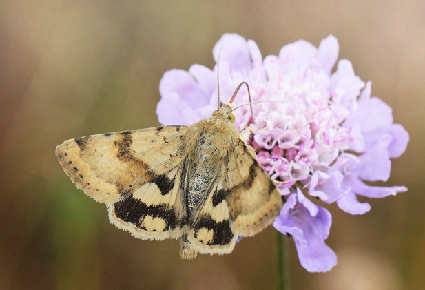 Cikorieugle, Heliothis viriplaca. Bøtø Dige, Falster d. 17 juli 2019. Fotograf; Lars Andersen