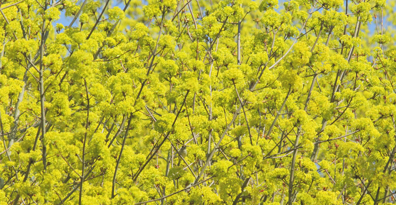 Spidsløn, Acer platanoides blomster. Arresødal, Nordsjælland d. 22 april 2019. Fotograf; Lars Andersen