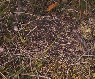 Formica uralensis, slgtning til Mosemyre, Formica transcaucasica. Uralmyre findes indtil videre kun i Bllemosen. Bllemosen d. 5 juni 2007. Fotograf: Lars Andersen