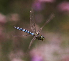 Kejserguldsmed, Anax imperator, er en af de strste europiske guldsmede. Holtug Kalkgrav, Stevns. d. 11 august 2007. Fotograf: Lars Andersen 