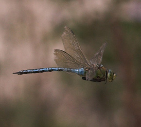 Kejserguldsmed, Anax imperator, er en af de strste europiske guldsmede. Holtug Kalkgrav, Stevns. d. 11 august 2007. Fotograf: Lars Andersen 