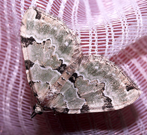 Grn bladmler, Colostygia pectinataria. Ulvshale 18 august 2007. Fotograf: Lars Andersen