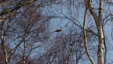 Den ukronede konge af Birkeskoven: Srgekben p glideflugt i 4 meters hjde. Asserbo Plantage. Nordsjlland. d. 31 marts 2007. Fotograf: Lars Andersen