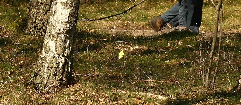 Citronsommerfugl, Gonepteryx rhamni. Asserbo Plantage. Nordsjlland. d. 14 April 2007. Fotograf: Lars Andersen