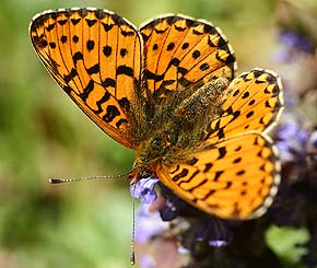 Rødlig Perlemorsommerfugl, Clossiana euphrosyne. Krageskov, Sjælland. d. 29 April 2007. Fotograf: Lars Andersen