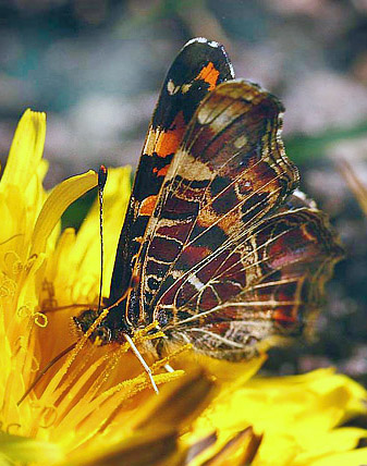 Nldesommerfugl, Araschina levana. Krageskov, d. 5 maj 2007. Fotograf Lars Andersen