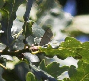Blhale, Quercusia quercus. Sonnerup skov.  29 juli 2007. Fotograf: Lars Andersen
