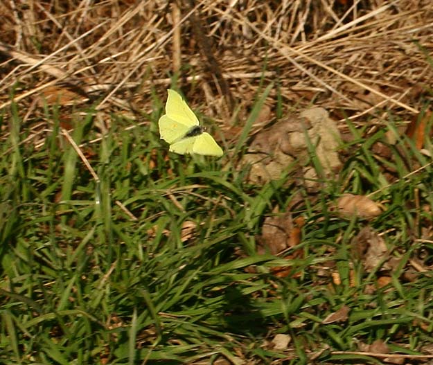 Citronsommerfugl, Gonepteryx rhamni han p jagt efter en hun. Viemose skov, Sydsjlland. d. 26 Marts 2007. Fotograf: Lars Andersen