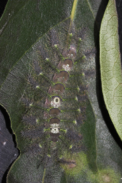 Er der nogen der kender disse larver fra sydamerika? coll. Per Stadel. Zoologisk Museum, København d. 13 september 2007. Fotograf: Lars Andersen