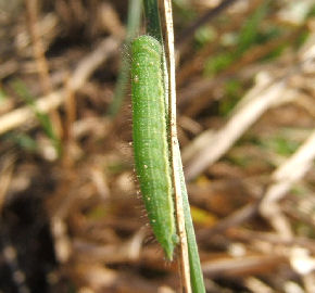 Vejrandje, Lasiommata megera larve. Sonnerup skov. d. 1 februar 2005. Fotograf: Martin Bjerg