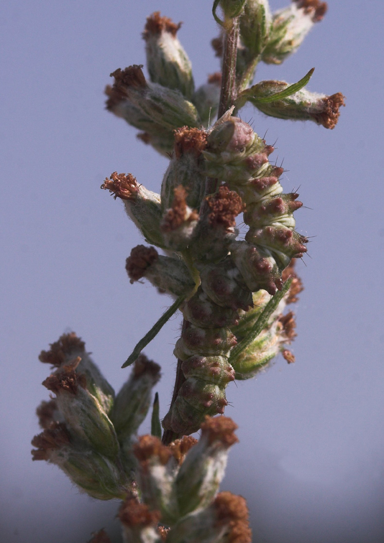Malurthætteugle, Cucullia artemisiae larve på Gråbynke, Artemisia vulgaris. Fuglsang, Lolland d. 7 august 2007. Fotograf: Lars Andersen