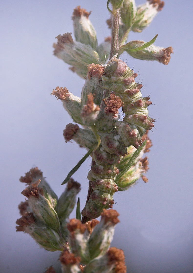Malurthætteugle, Cucullia artemisiae larve på Gråbynke, Artemisia vulgaris. Fuglsang, Lolland d. 7 august 2007. Fotograf: Lars Andersen