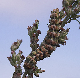 Cucullia absinthii larve på Gråbynke, Artemisia vulgaris. Holtug Kalkbrud, Stevns. d. 18 august 2007. Fotograf: Lars Andersen