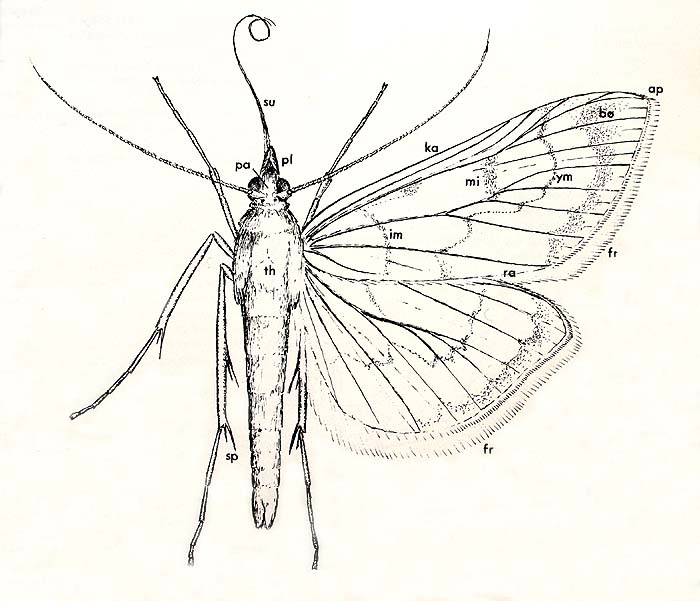 Microstega hyalinalis. Illustrator: Lars Andersen