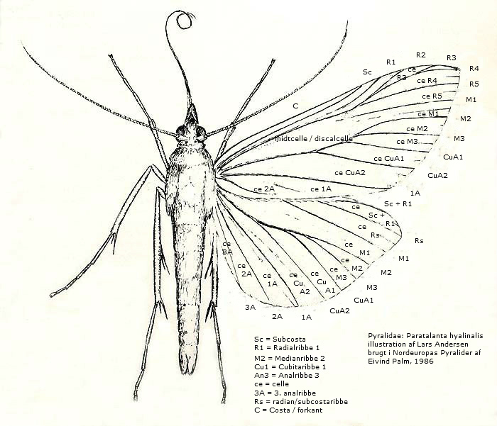 Microstega hyalinalis. Illustrator: Lars Andersen del: 7 januar 2007