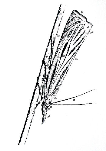Chrysoteuchia culmella, Illustrator: Lars Andersen 1985