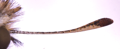 Stregbredpande, Thymelicus lineola hans flehorn set fra undersiden. Zoologisk Museum, Kbenhavn September 2007. Fotograf: Lars Andersen