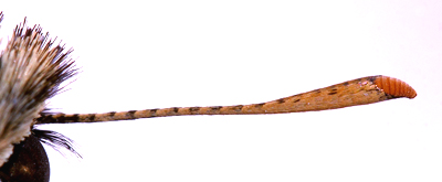 Skrstregbredpande, Thymelicus sylvestris hans flehorn set fra undersiden. Zoologisk Museum, Kbenhavn September 2007. Fotograf: Lars Andersen