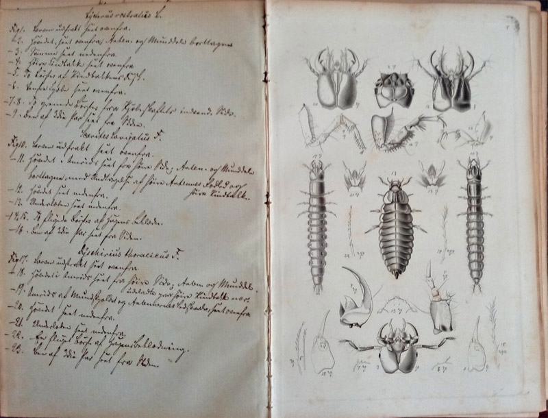 "Genera og Species af Danmarks Eleutherata", der udkom i 1841. Sundby d. 25 april 2020. Fotograf; "Lars Andersen