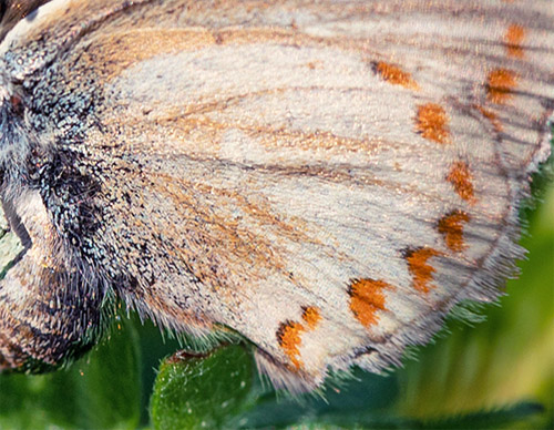 Sortbrun Blåfugl, Aricia artaxerxes ssp. vandalica. Tornby Strand, Vendsyssel d. 17 juni 2020. Fotograf; Svend Rastrup Andersen